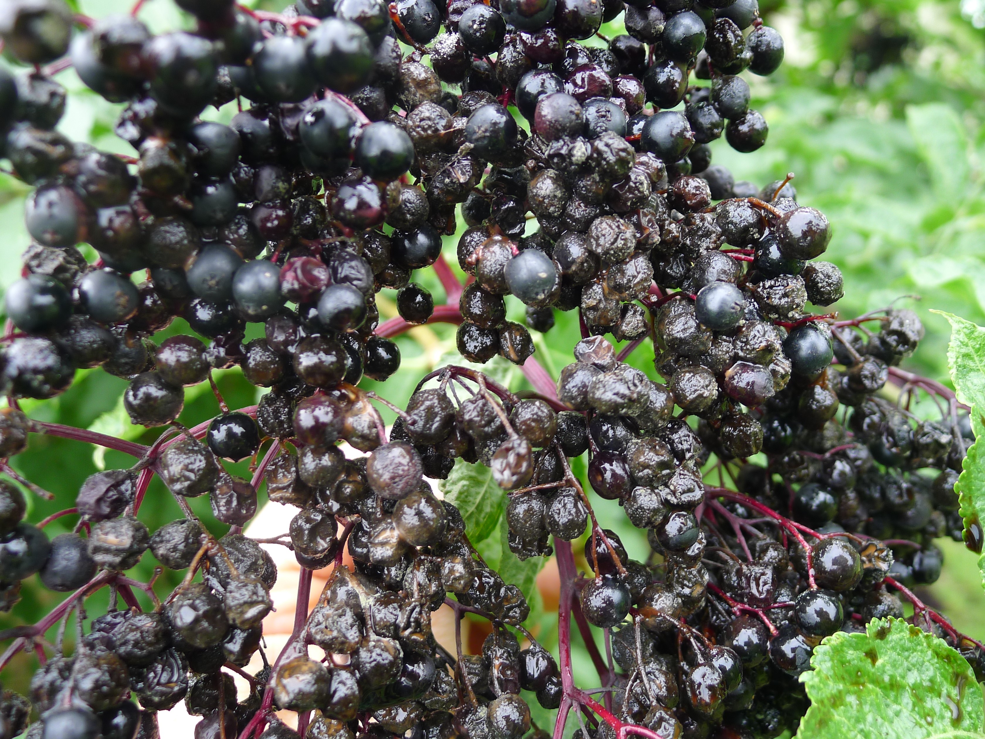 Muster_20140903_Kirschessigfliege_Holunder (4zu3).JPG